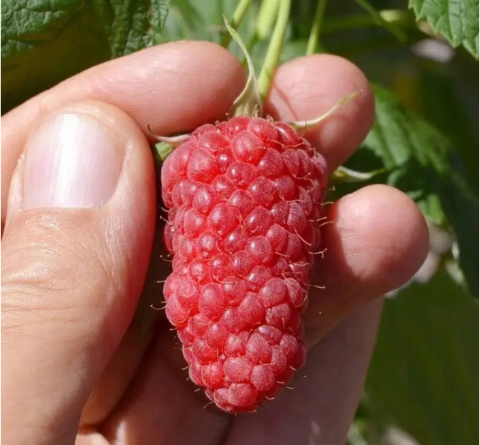 Саженцы малины "Przehyba Open Root"