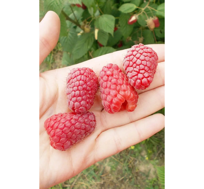 Саженцы малины "Przehyba Open Root"