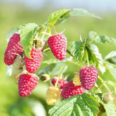 Саженцы малины "Przehyba Open Root"