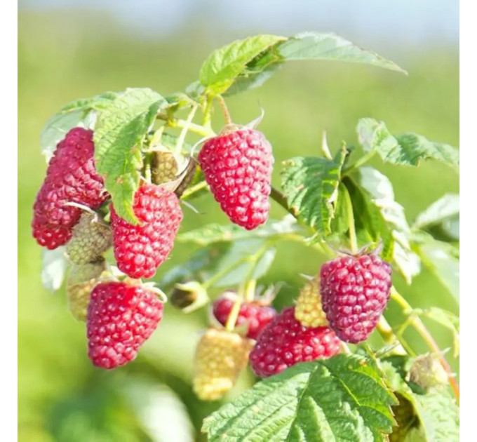 Саженцы малины "Przehyba Open Root"