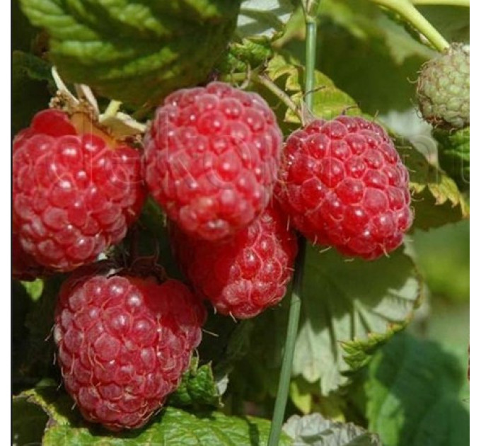 Малина Феномен, летний сорт