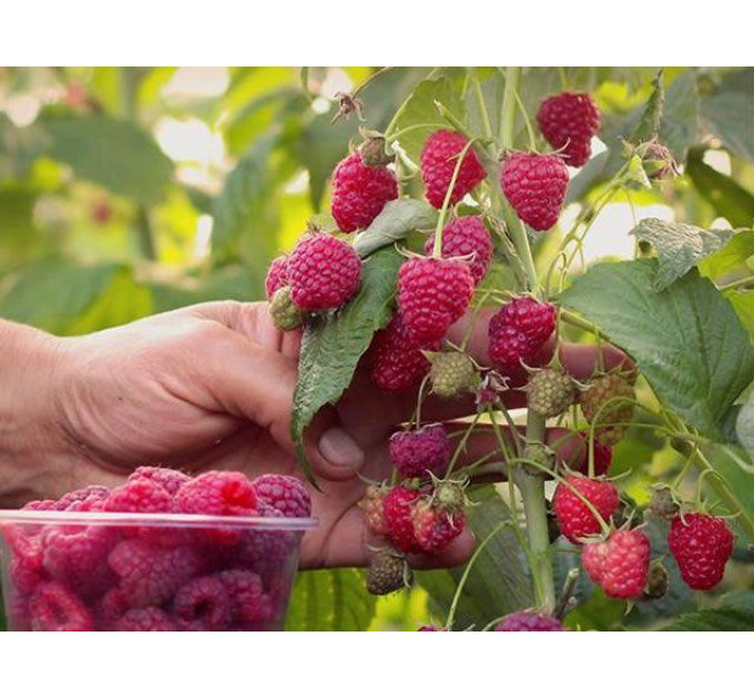 Малина Феномен, летний сорт