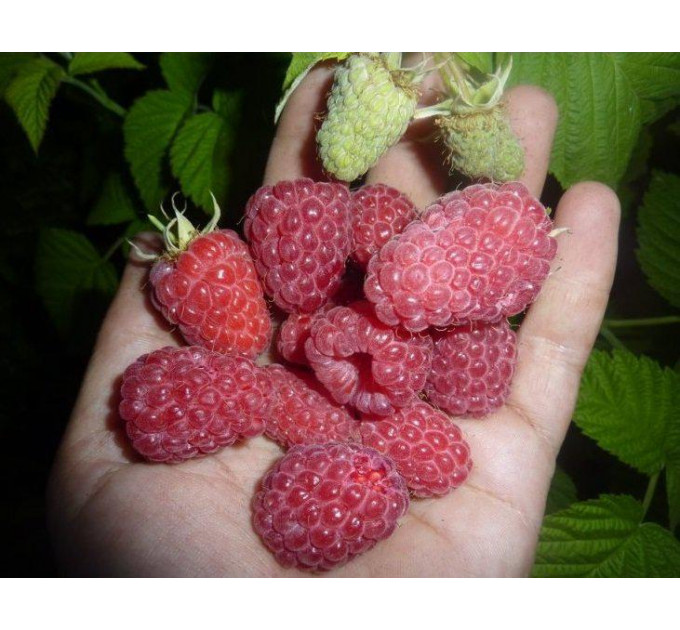 Малина Феномен, летний сорт