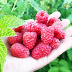 Малина Феномен, летний сорт