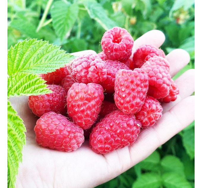 Малина Феномен, летний сорт