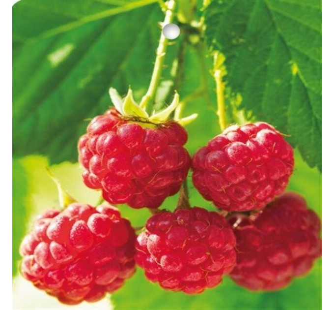 Саженцы малины сорт Sweet Sunshine, горшок 3 л