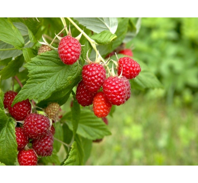 Саженцы малины сорт Sweet Sunshine, горшок 3 л