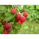 Саженцы малины сорт Sweet Sunshine, горшок 3 л