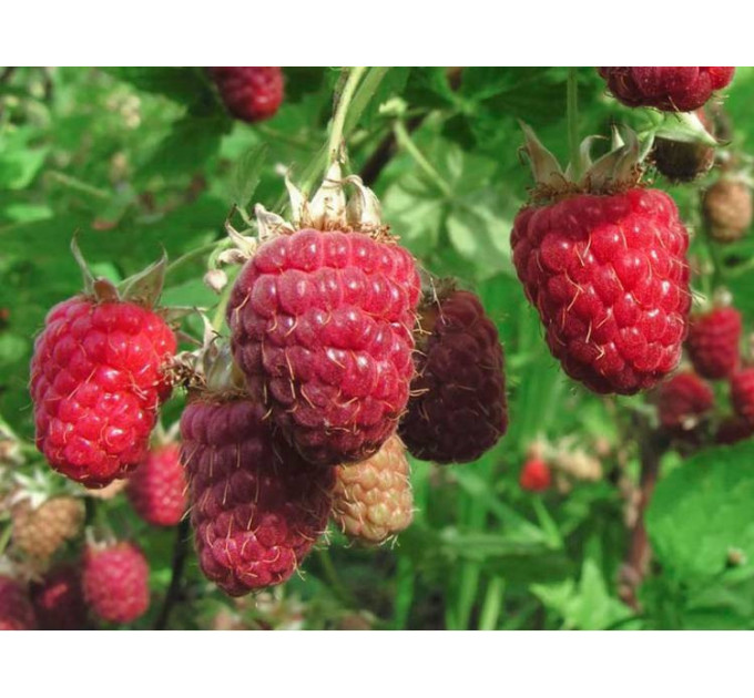 Саженцы малины сорт Sweet Sunshine, горшок 3 л