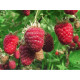 Саженцы малины сорт Sweet Sunshine, горшок 3 л