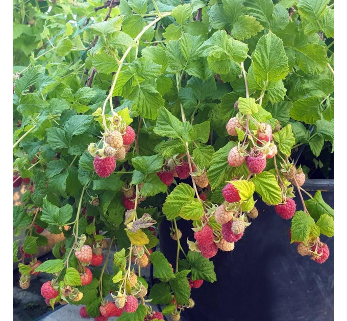 Саженцы малины сорт Sweet Sunshine, горшок 3 л