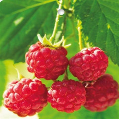 Саженцы малины сорт Sweet Sunshine, конт. P9