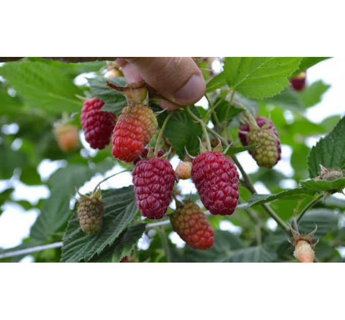 Саженцы малины сорт Радзиева