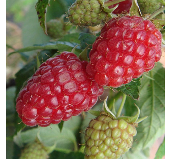 Саженцы малины сорт Радзиева