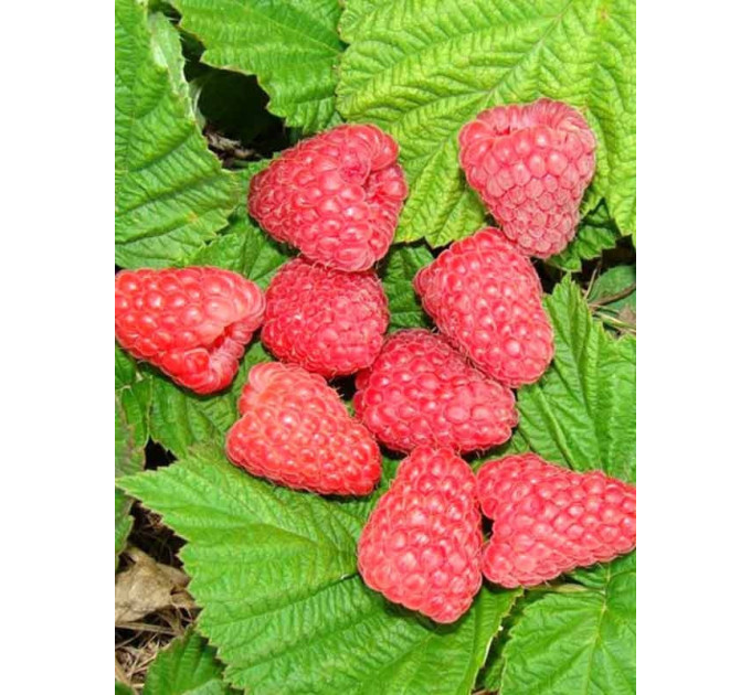 Саженцы малины сорт Радзиева