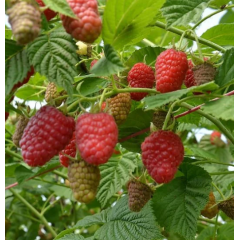 Саженцы малины сорт Лячка (Laszka), 2 сорт