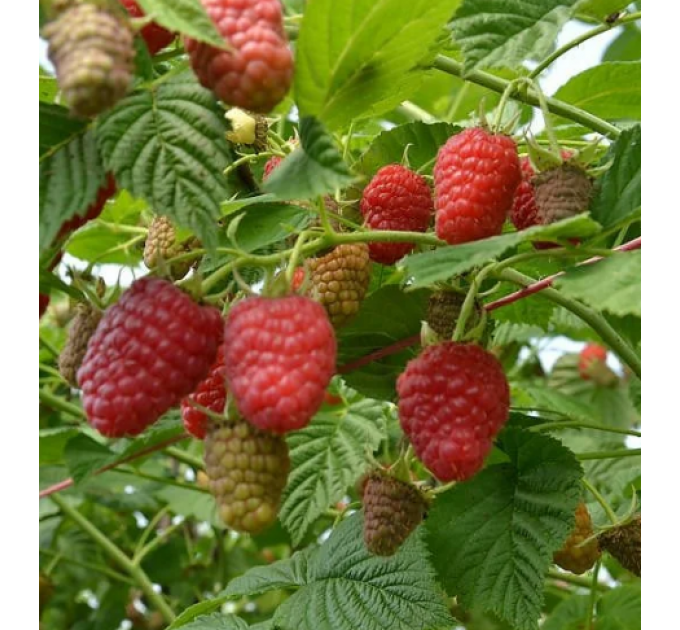 Саженцы малины сорт Лячка (Laszka), 2 сорт