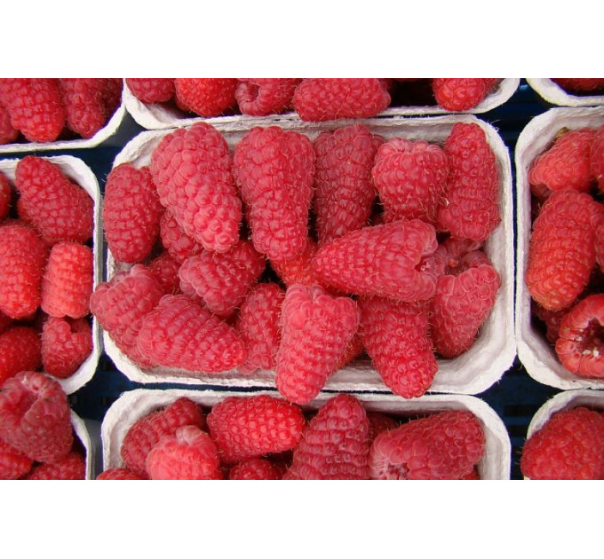 Саженцы малины сорт Лячка (Laszka), ранняя