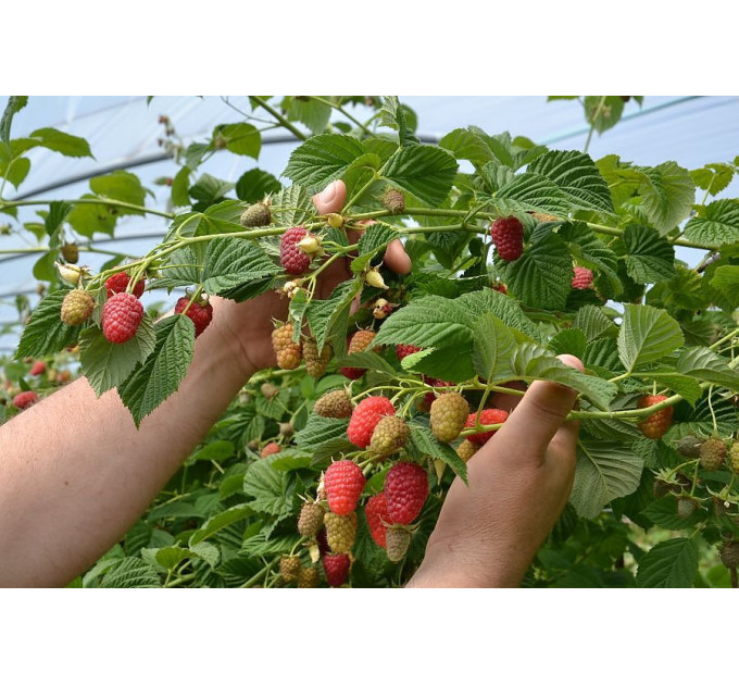 Саженцы малины сорт Лячка (Laszka), ранняя