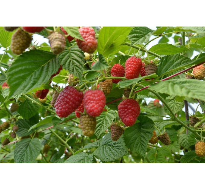 Саженцы малины сорт Лячка (Laszka), ранняя