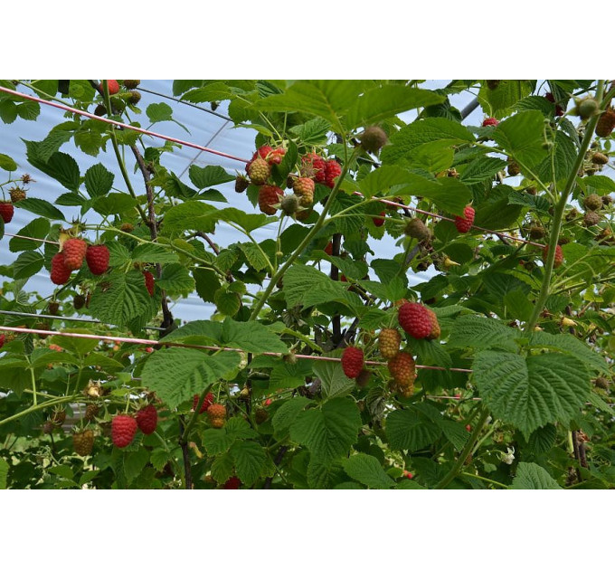 Саженцы малины сорт Лячка (Laszka), ранняя