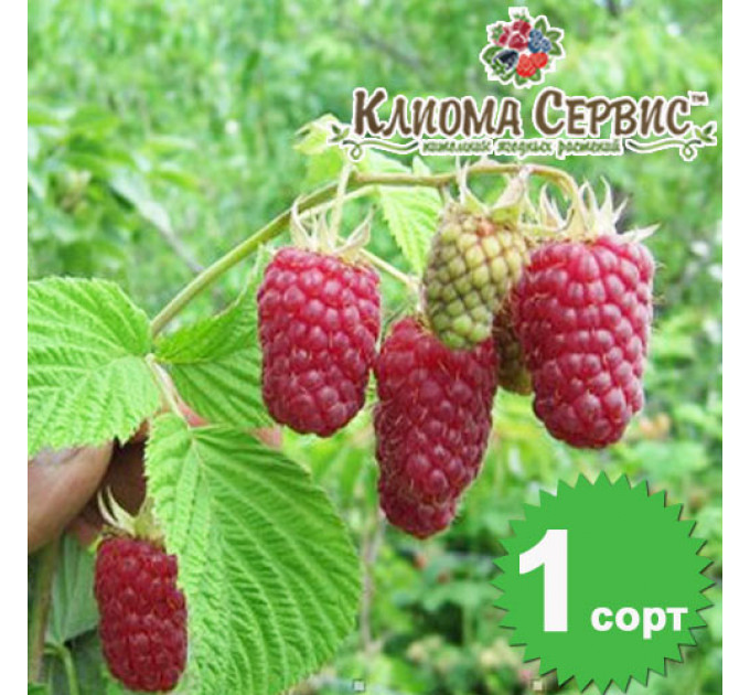 Саженцы малины сорт Лячка (Laszka), ранняя