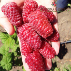 Саженцы малины сорт Лячка (Laszka), ранняя