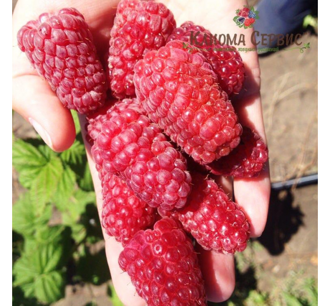 Саженцы малины сорт Лячка (Laszka), ранняя