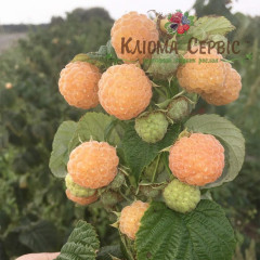 Саженцы малины Утренняя Роса (Poranna Rosa)