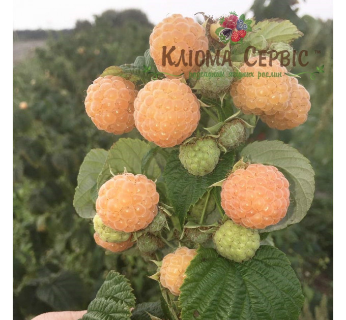 Саженцы малины Утренняя Роса (Poranna Rosa)