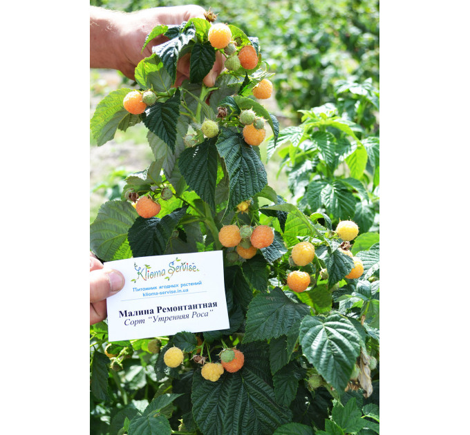 Саженцы малины Утренняя Роса (Poranna Rosa)