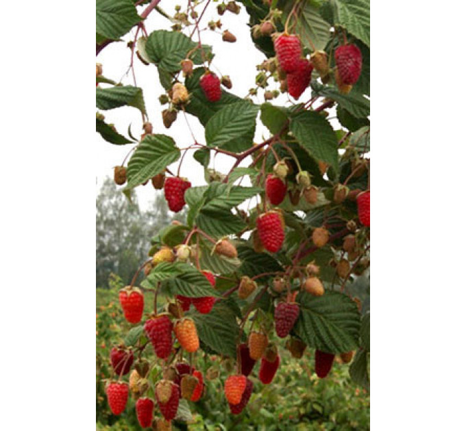 Малина Брусвяная, ремонтный сорт