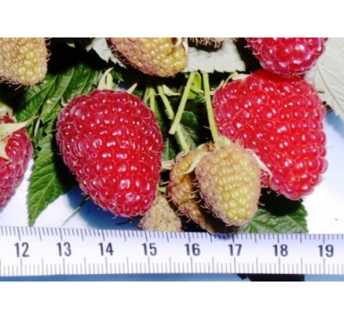 Малина Брусвяная, ремонтный сорт