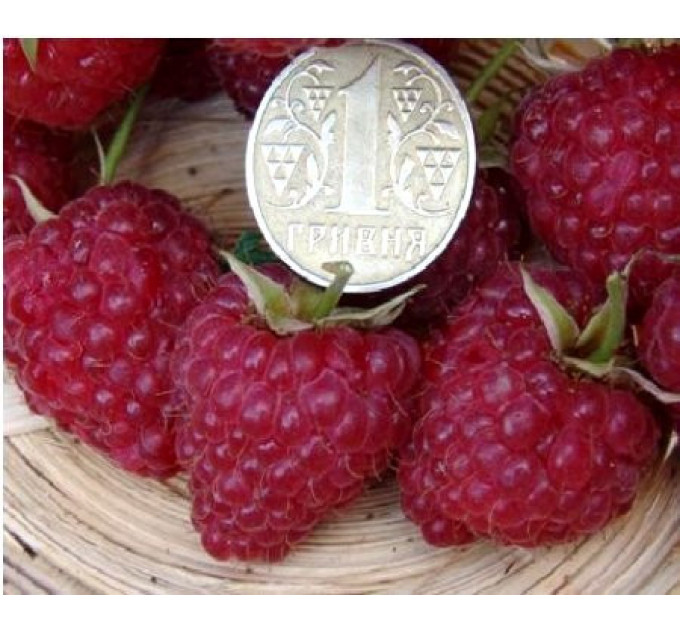 Малина Брусвяная, ремонтный сорт