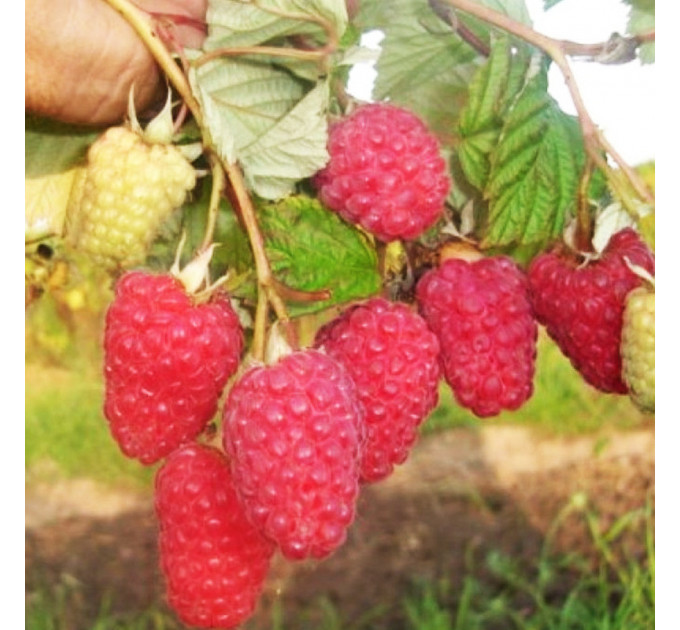 Малина Брусвяная, ремонтный сорт