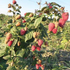 Малина Брусвяная, ремонтный сорт