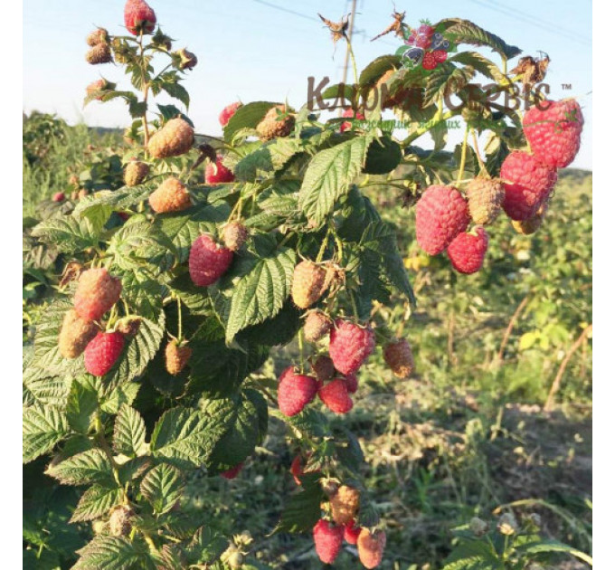 Малина Брусвяная, ремонтный сорт