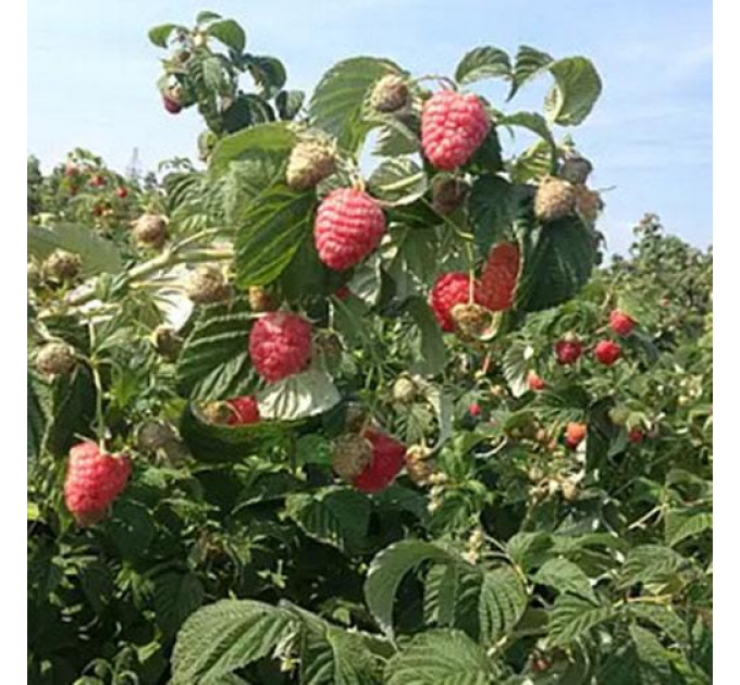 Саджанці малини сорт Зюгана (Zugana), I гатунок