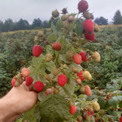 Саженцы малины Химбо Топ (ремонтантная)