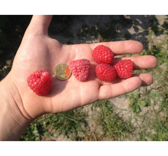 Саджанці малини сорт Зюгана (Zugana), I гатунок