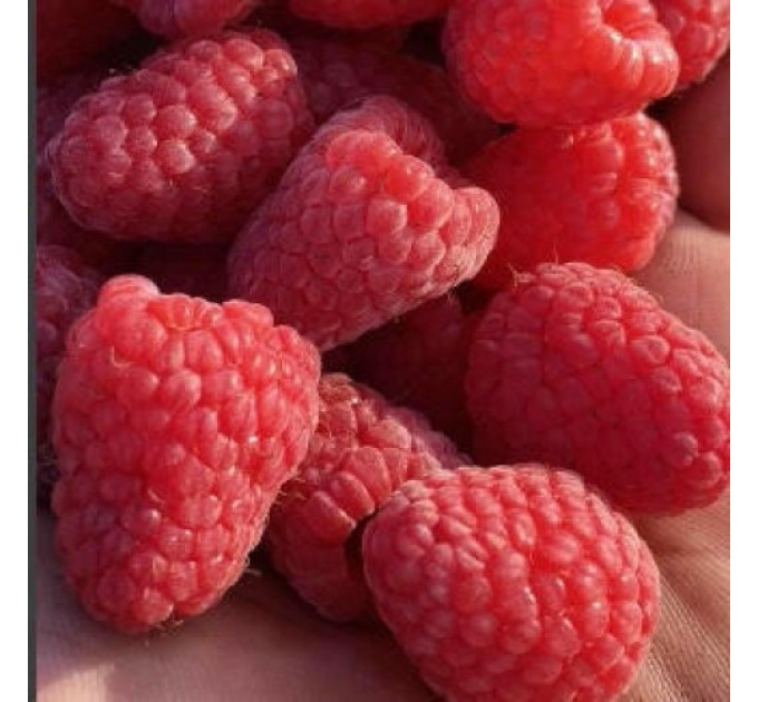 Малина Маргарита, ремонтантный сорт