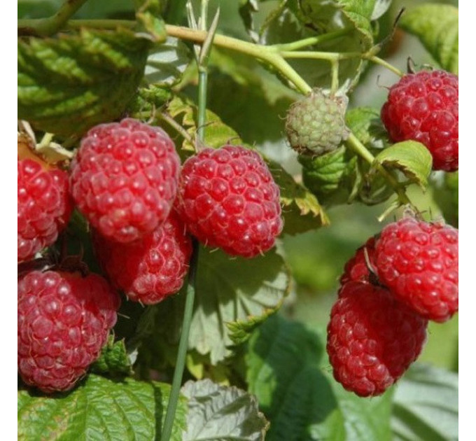 Малина Маргарита, ремонтантный сорт