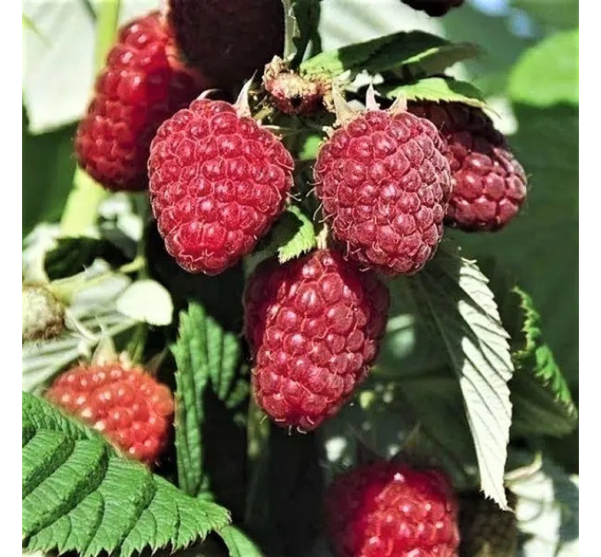 Малина Маргарита, ремонтантный сорт