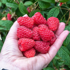 Саженцы малины сорт Зюгана (Zugana), I сорт