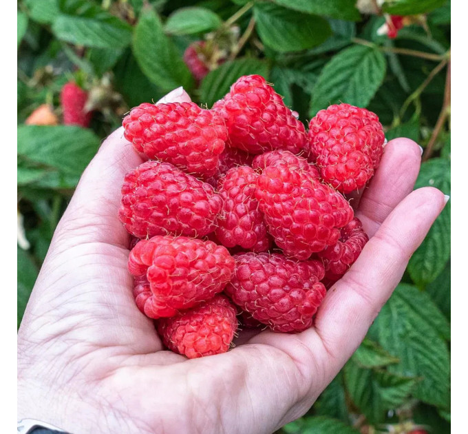 Саджанці малини сорт Зюгана (Zugana), I гатунок