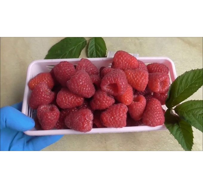 Малина Маргарита, ремонтантный сорт