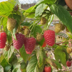 Малина Маргарита, ремонтантный сорт