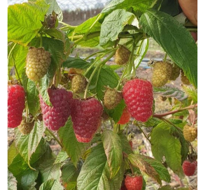 Малина Маргарита, ремонтантный сорт