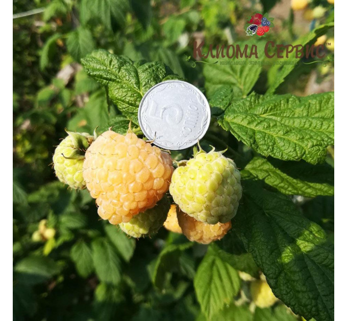 Саженцы малины Утренняя Роса (Poranna Rosa)