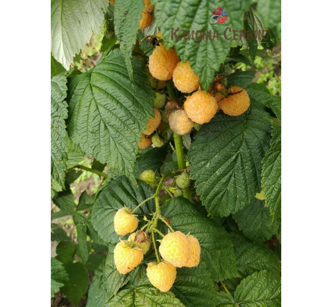 Саженцы малины Утренняя Роса (Poranna Rosa)